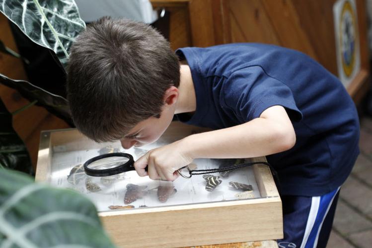 Photos Butterflies at Olbrich Gardens Local News