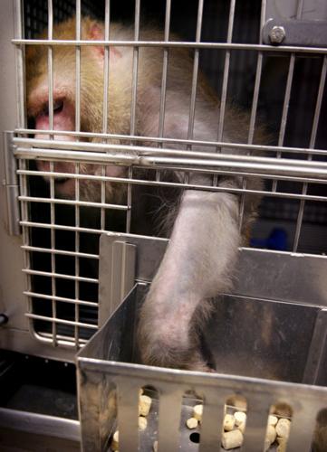 University of Wisconsin to reprise controversial monkey studies - Wisconsin  Watch
