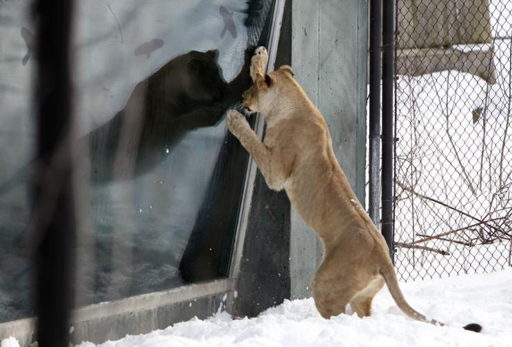 Photos: New lion at Henry Vilas Zoo | Local News | captimes.com