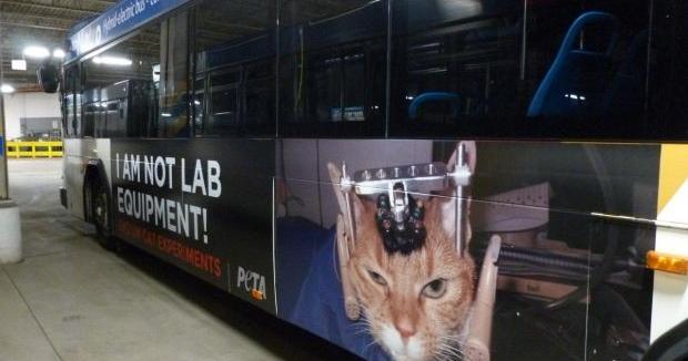 UW-Madison has ended controversial cat experiments targeted by PETA |  Writers 