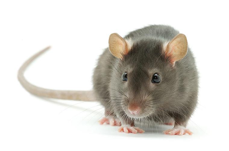 Rats - Pest Control