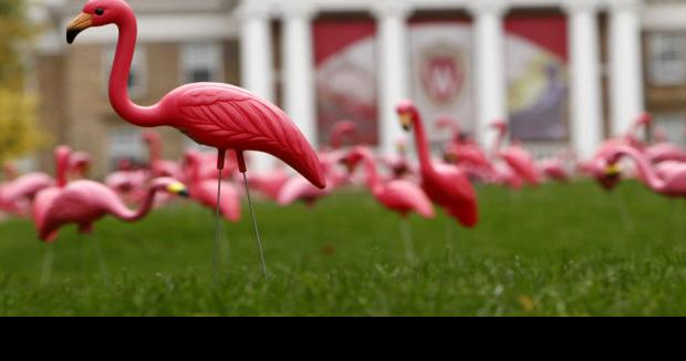 The pink flamingo, star of one of Madison's greatest pranks, loses its  creator, Local News