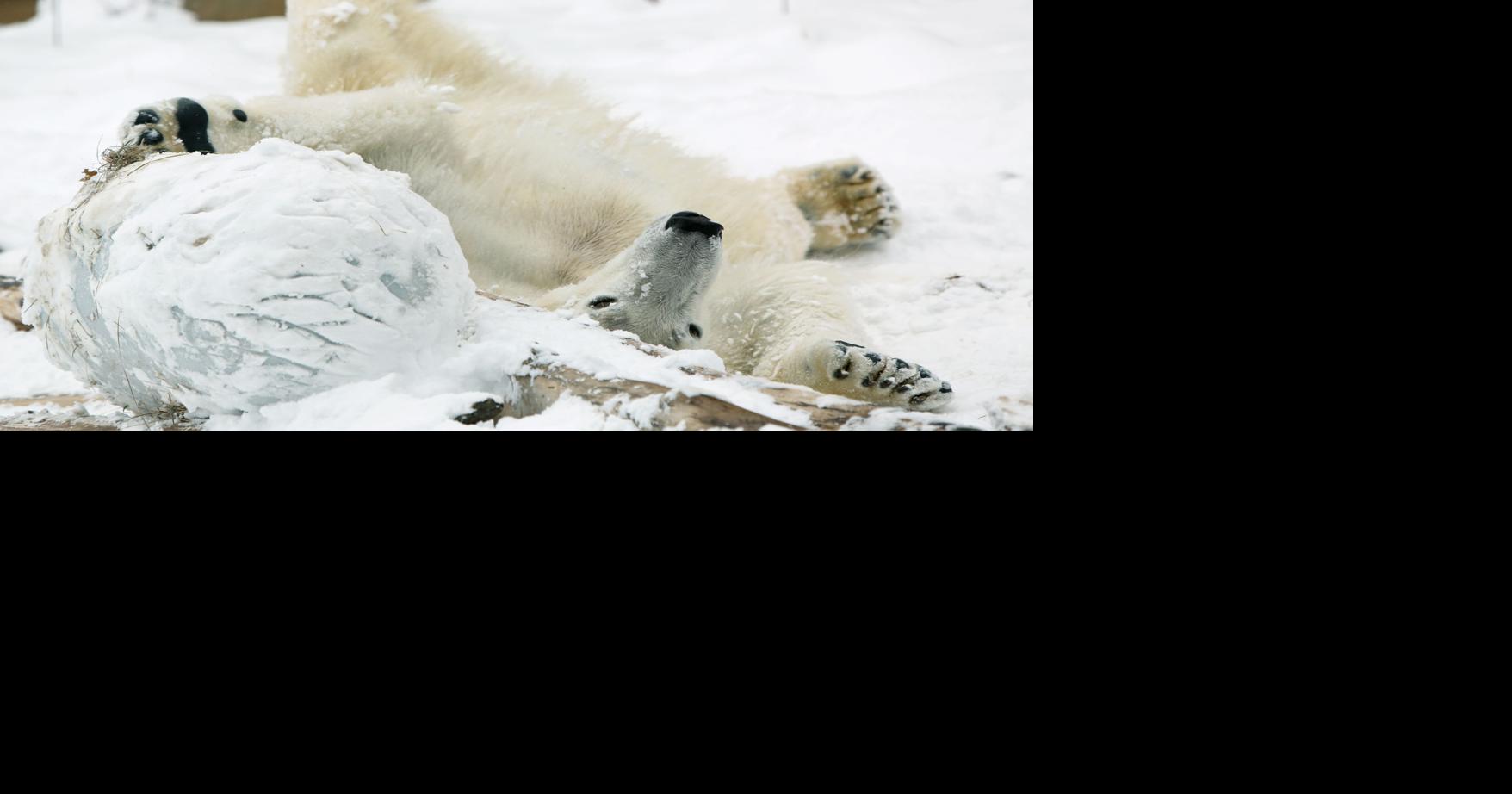 With eventful year, Henry Vilas Zoo sees record attendance | Politics ...