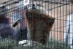 Punxsutawney Phil