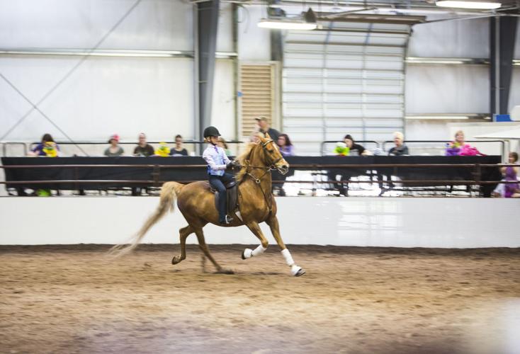 Photos Scenes from the Madison Classic Horse Show Local News