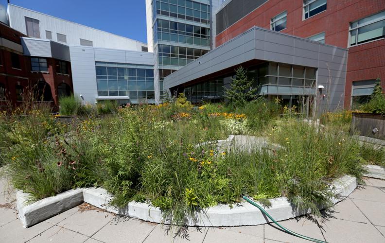 A Tour of the William T. Evjue Rooftop Garden