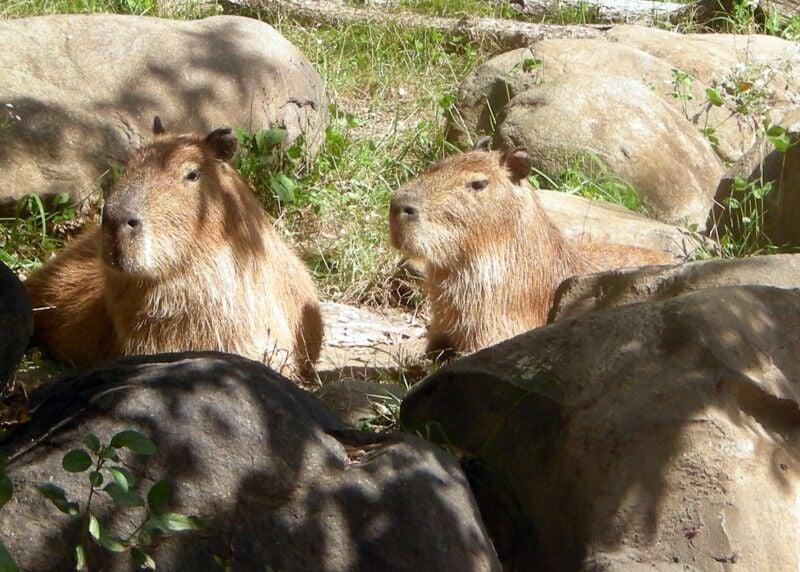 Capybara siblings newest residents of Henry Vilas Zoo, Local News