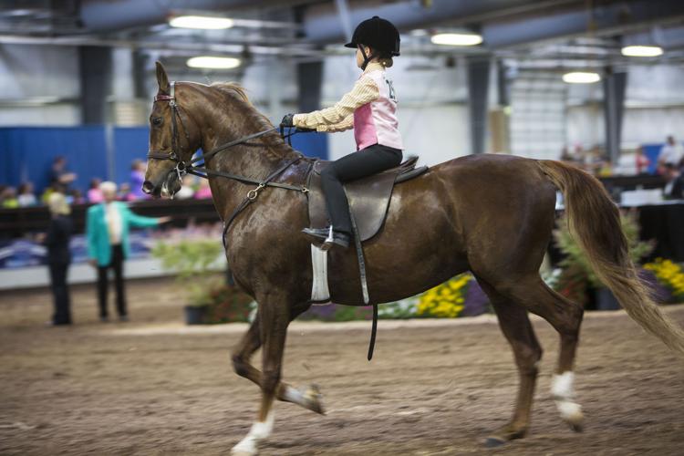 Photos Scenes from the Madison Classic Horse Show Local News