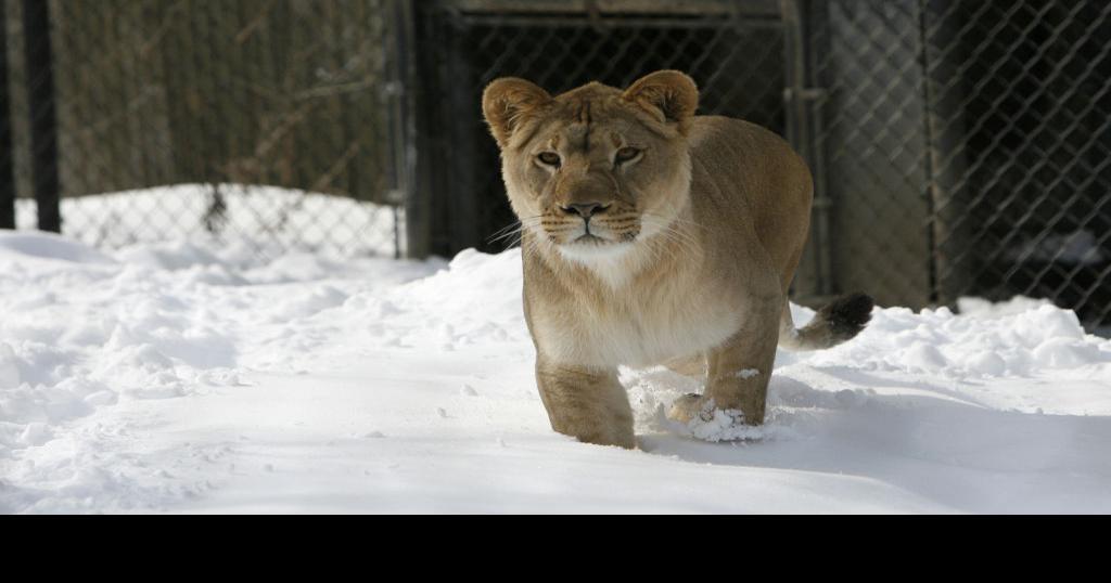 Photos: New lion at Henry Vilas Zoo | Local News | captimes.com