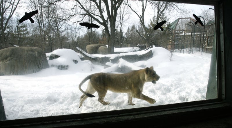 Photos: New lion at Henry Vilas Zoo | Local News | captimes.com