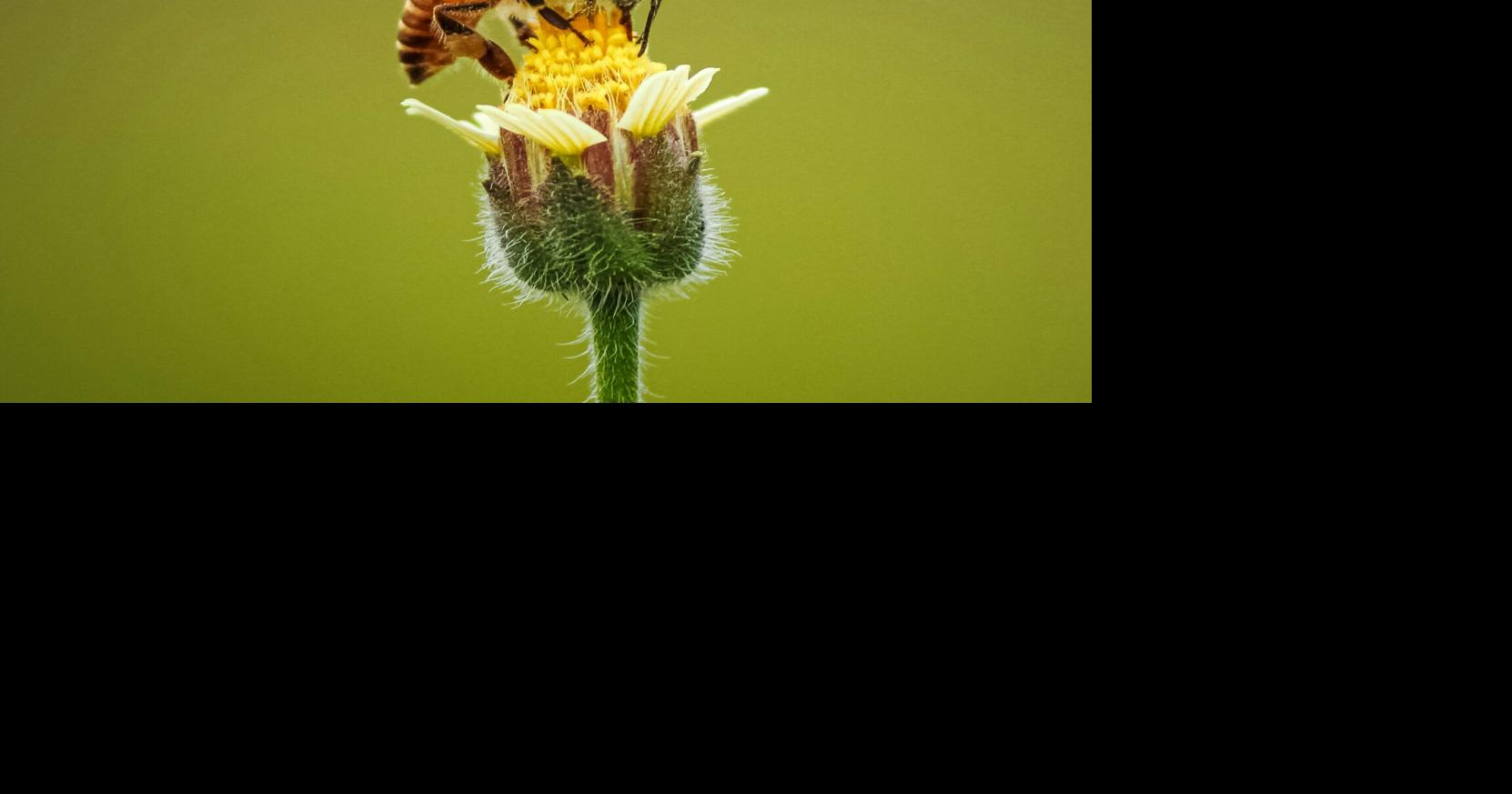 5 fun events happening in Madison this week, July 23-29 👫🐝🌕