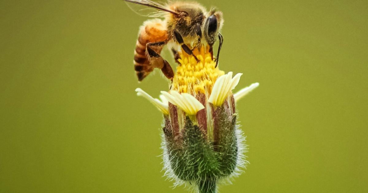 5 fun events happening in Madison this week, July 23-29 👫🐝🌕