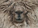 Alpaca