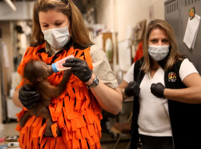 Photos: Awww!! Baby orangutan born at Henry Vilas Zoo | Local News ...