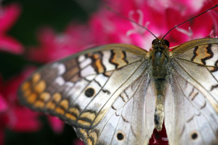 Photos Butterflies at Olbrich Gardens Local News