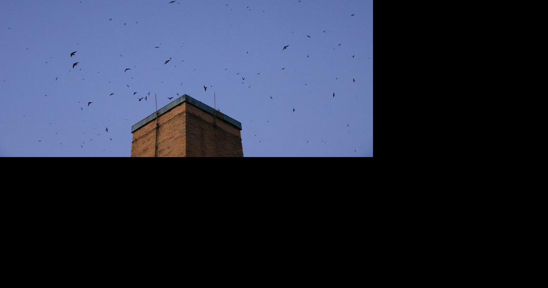 Madison chimney swifts are at risk. This neighborhood embraces the birds.