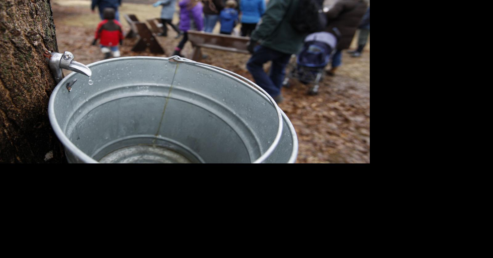 Photos Maple Syrup Fest Local News 3130