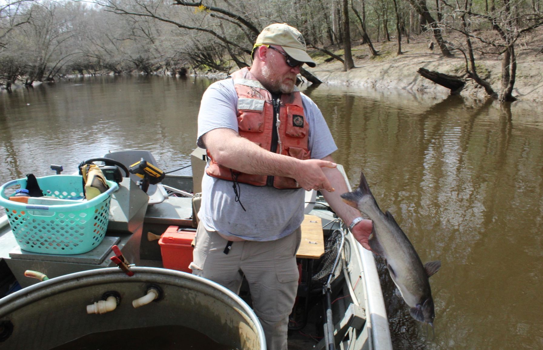 Making a comeback Biologist finds herring in NC creek Regional