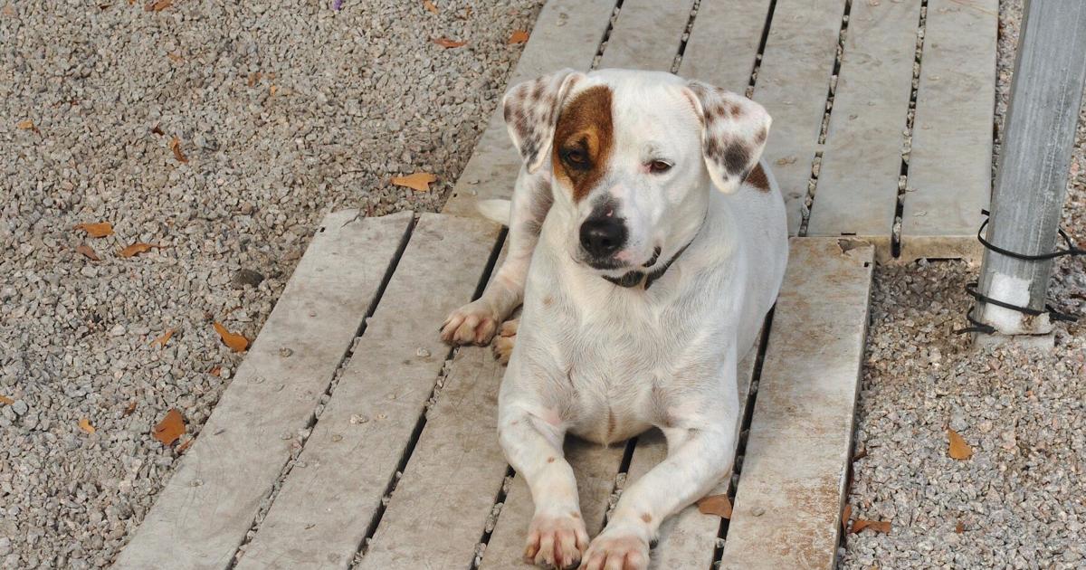 GALLERY: Animal experts say pets make great gifts, but wait till after holidays to bring into home | Multimedia GALLERY: Animal experts say pets make great gifts, but wait till after holidays to bring into home | Multimedia