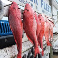 Fisheries managers seeing more red snapper, but study indicates other species can handle growing population Fisheries managers seeing more red snapper, but study indicates other species can handle growing population