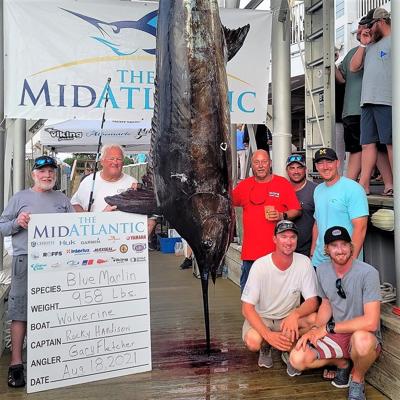 Wolverine's 958-pound blue marlin taken out by 1,135-pounder in MidAtlantic  Fishing Tourney, Sports