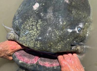 Possible world record catfish caught in Connecticut