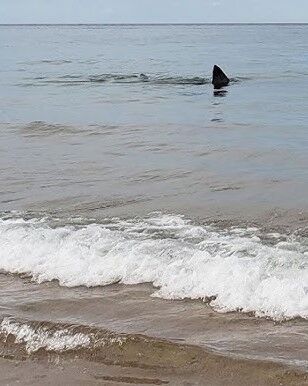 Child bitten by shark off Oak Island | Regional | carolinacoastonline.com