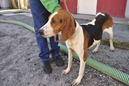 Hunting dogs clearance for adoption