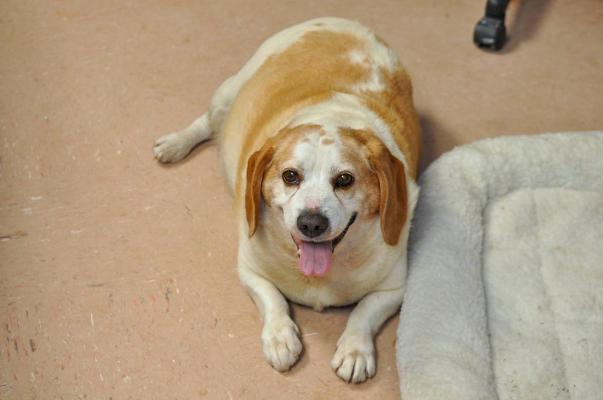 Fat beagle.jpg