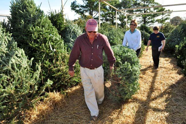 Christmas Tree Lots Offer Plenty Of Choices News Carolinacoastonline Com