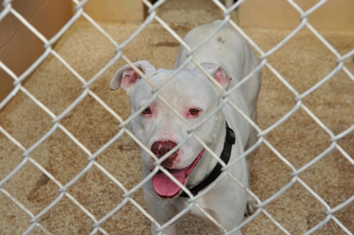 White dog.jpg