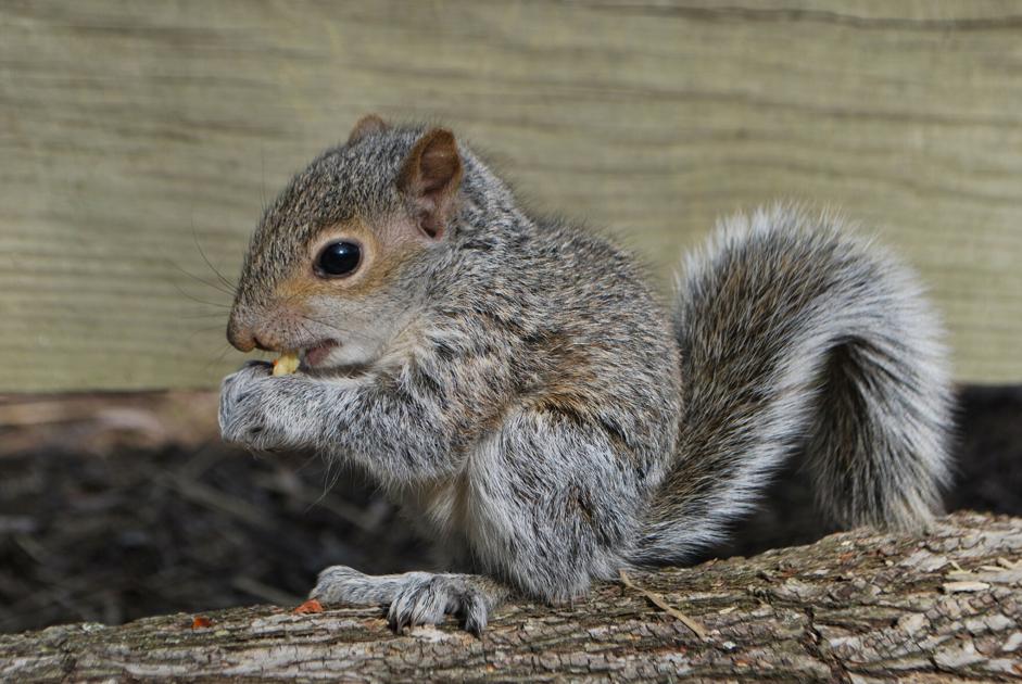 Wildlife Commission Offers Advice For Dealing With Grounded Squirrels News Carolinacoastonline Com