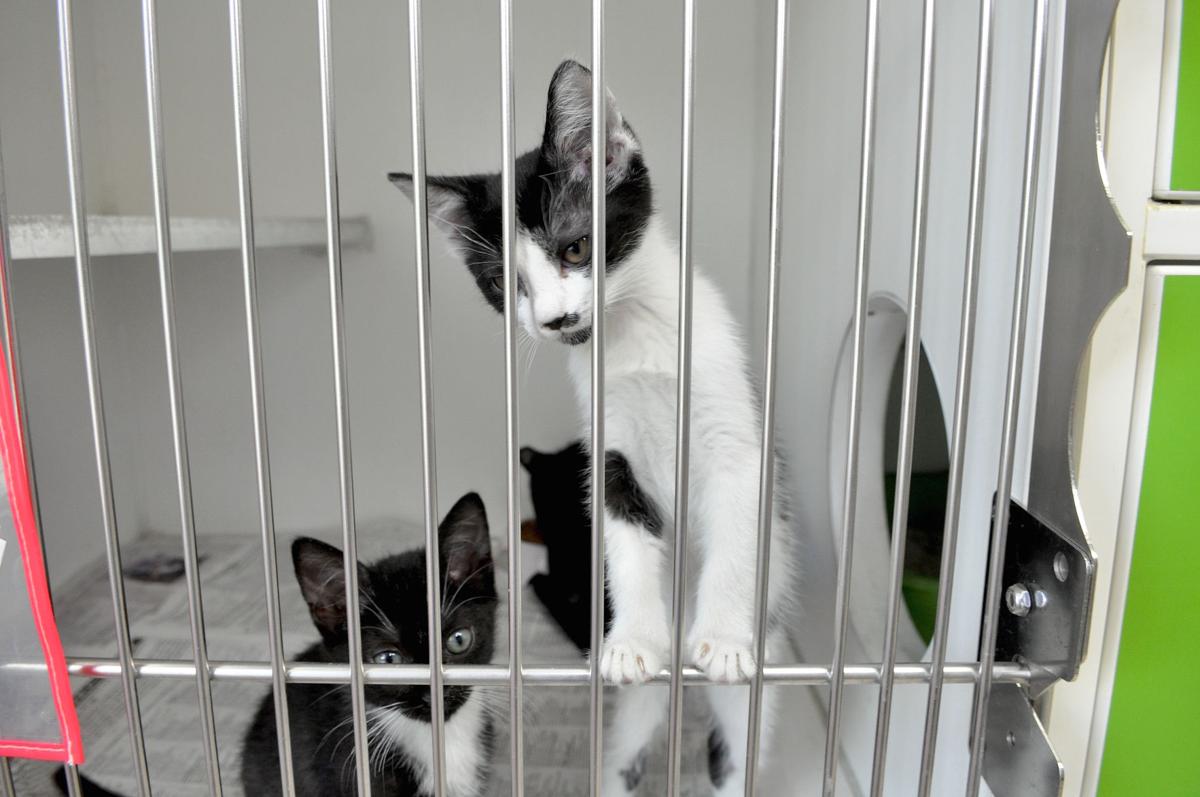 Climbing kitten.jpg