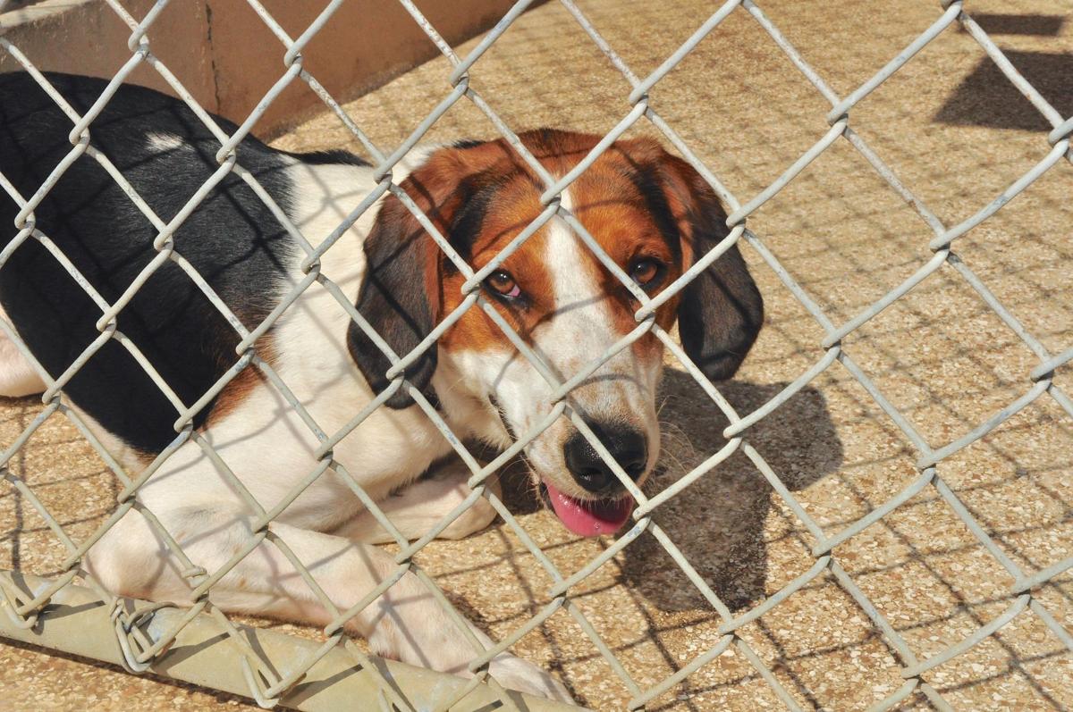 Homeless hound.jpg