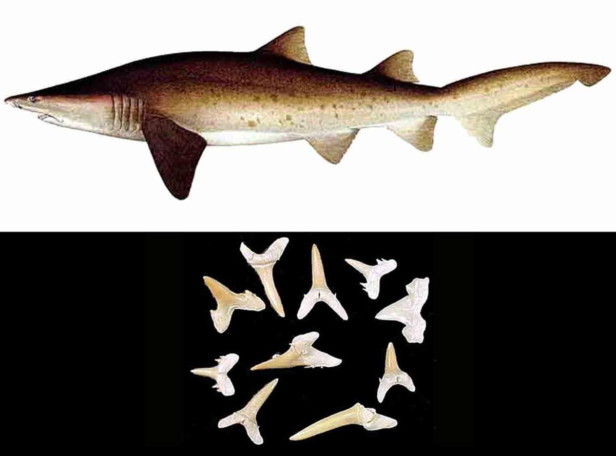 Sharks that hunted near Antarctica millions of years ago recorded Earth's  climate history in their teeth | National | carolinacoastonline.com
