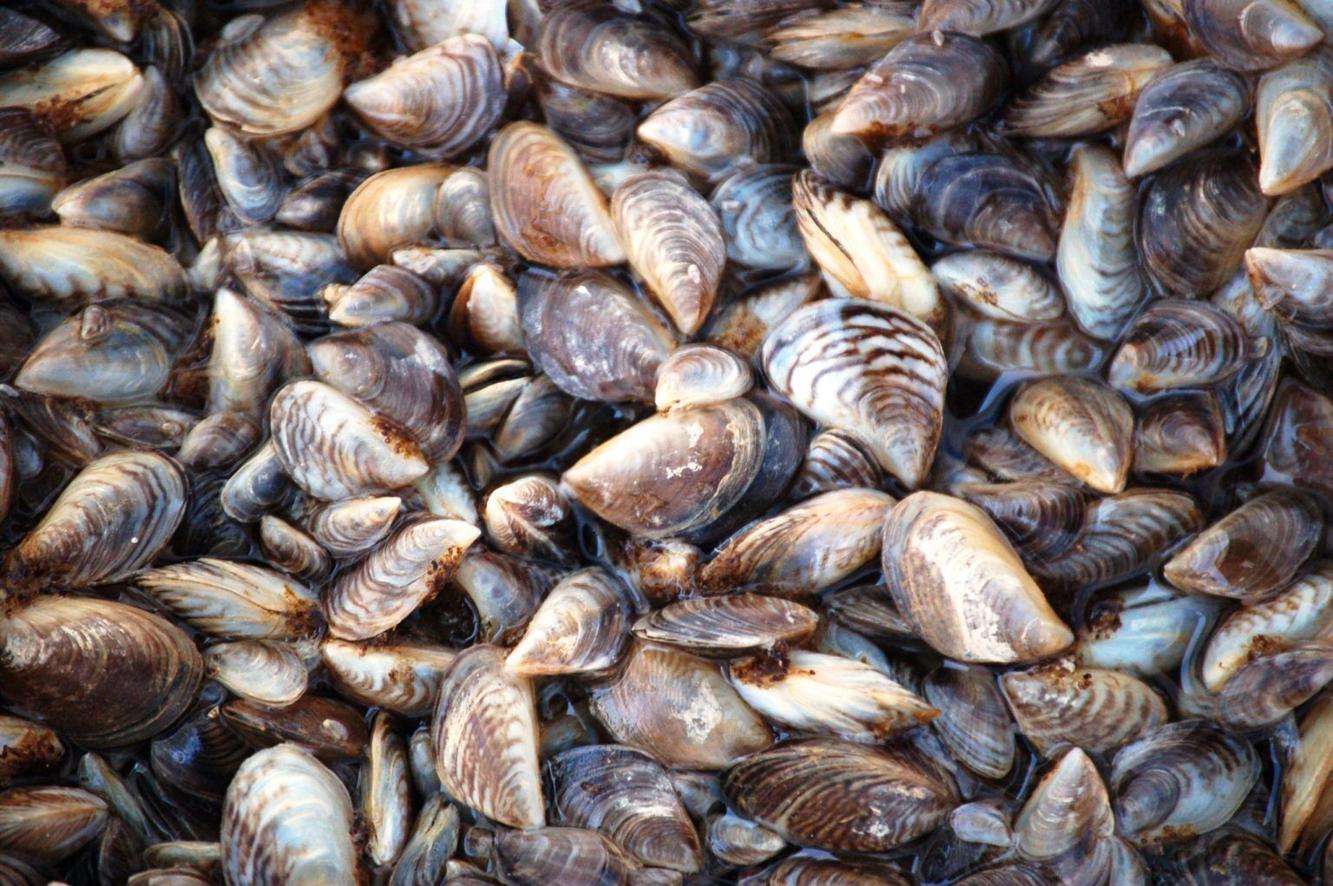 Zebra Mussels Threaten NC Waterways Regional Carolinacoastonline