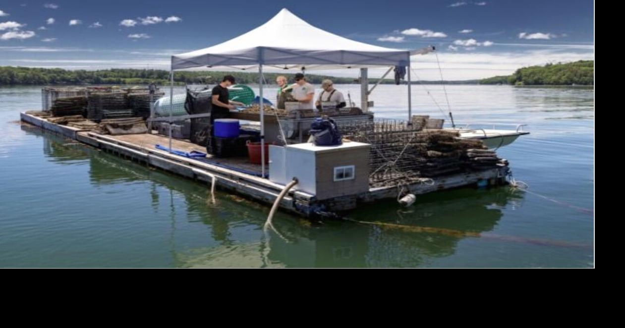 As shellfish industry grows, state officials draft rules on floating ...