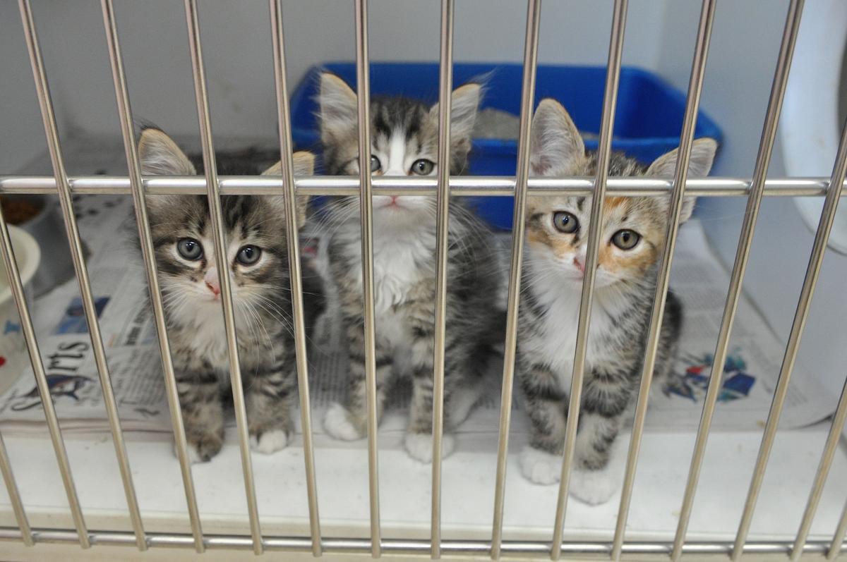 Three little kittens.jpg