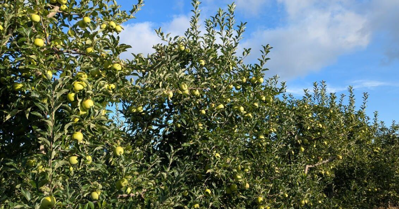Heat pushes NC apple harvest earlier
