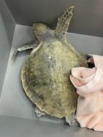 Endangered Kemps Ridley turtle rescued, sent to CMAST for successful surgery after being hooked by pier angler