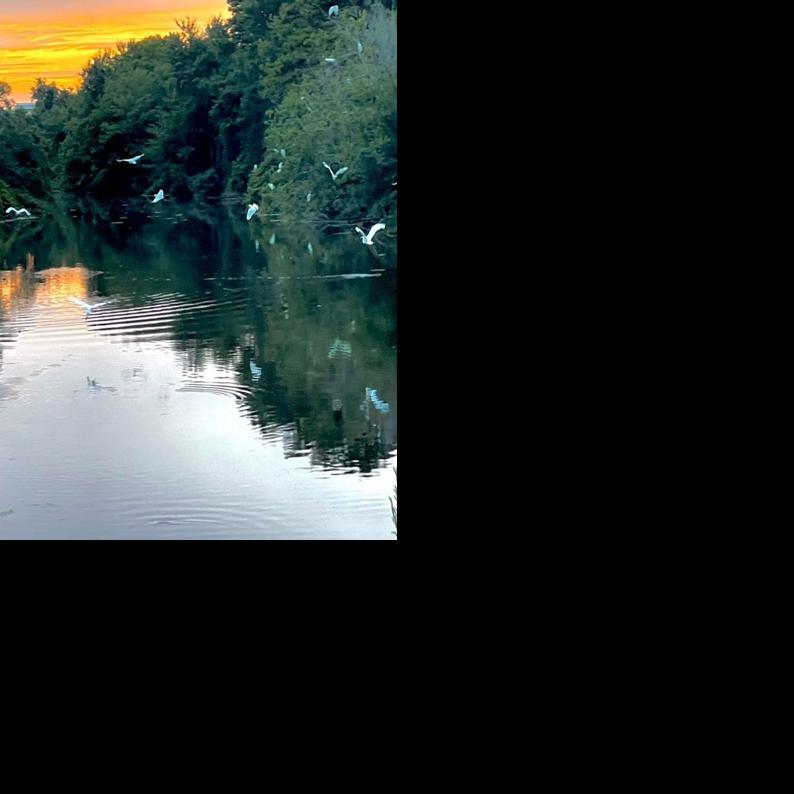 Bogue Sound Watermelons ripe and ready News