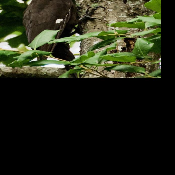 It’s Bogue Sound Watermelon time Food And Drink