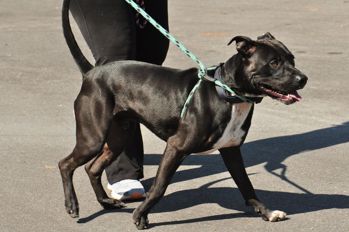 GALLERY: After weathering Florence, pandemic, Carteret County Humane Society celebrates with open house
