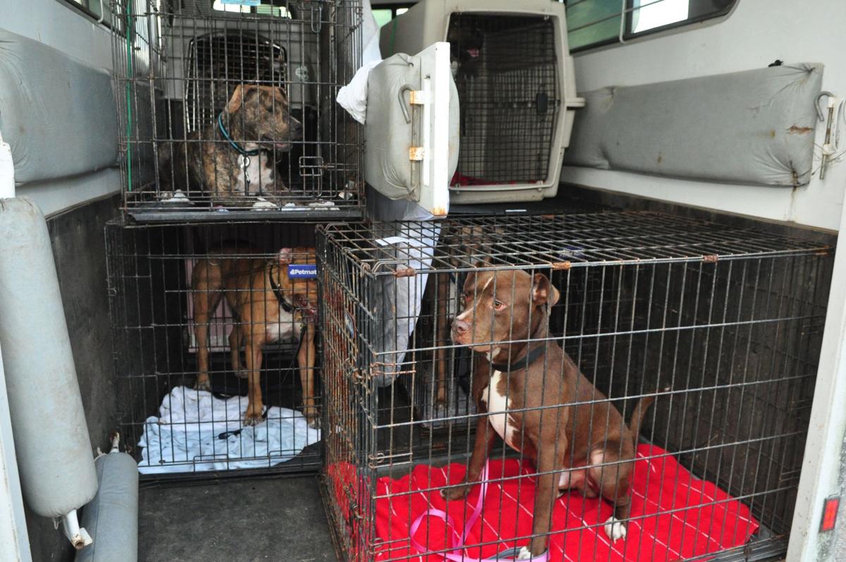Animal shelter prep