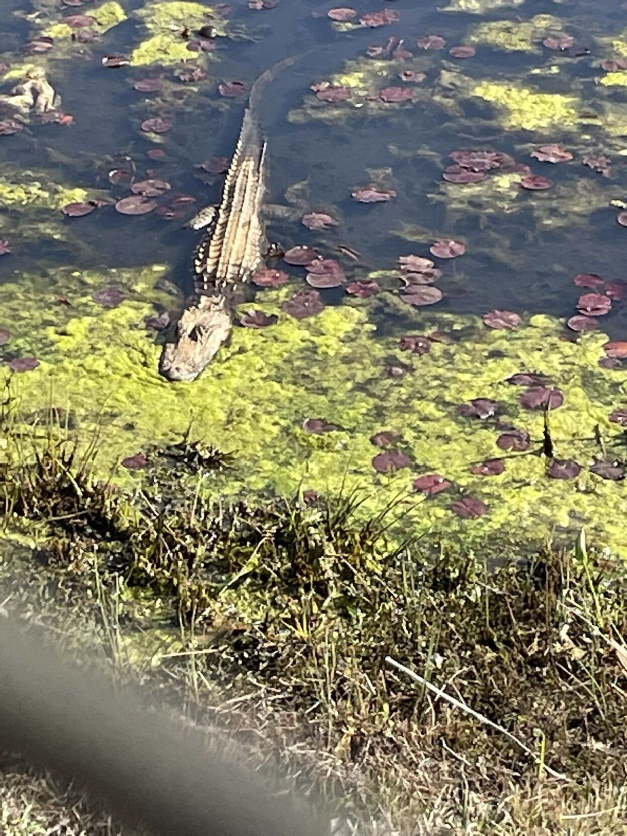 Havelock officials warn public about alligator near Walmart Regional