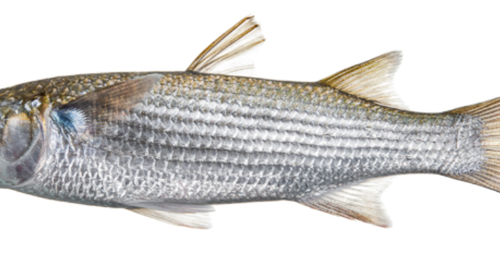 The Marine Fishing Association is not satisfied with the planned mullet plan in the state  News