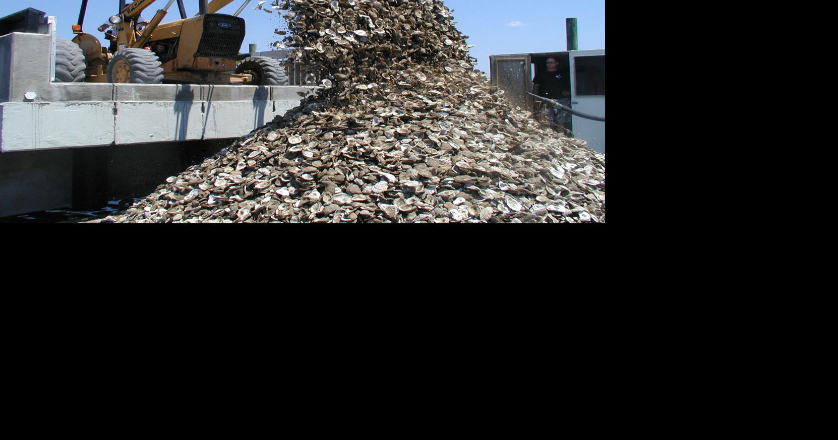 NC Coastal Federation seeks donations, volunteers for oyster shell ...