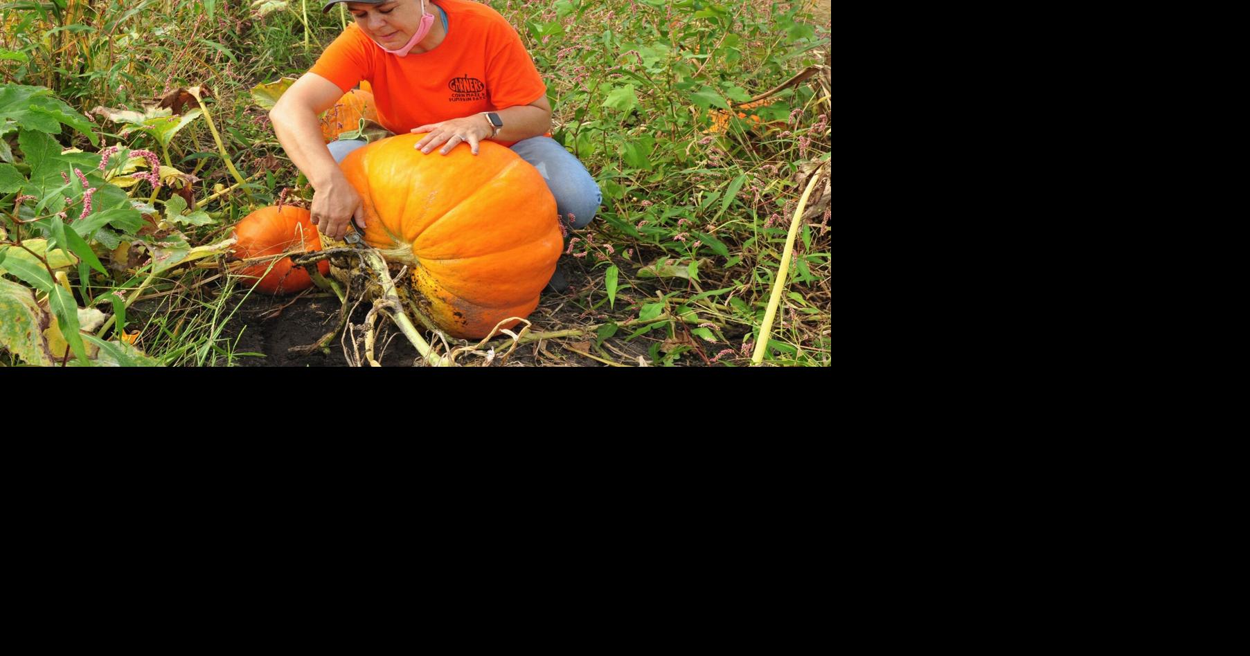 With safety precautions in place, Garner Corn Maze & Pumpkin Patch ...