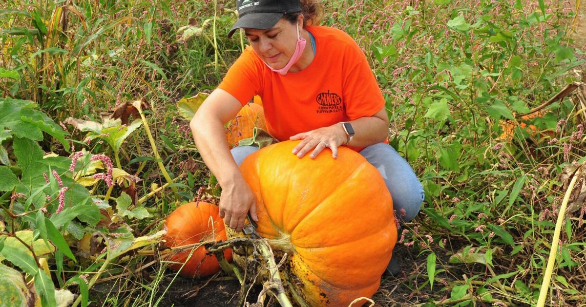Corn Garner With safety precautions in place, Garner Corn Maze & Pumpkin Patch ...