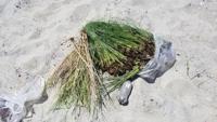 Company to harvest sea oats in Emerald Isle for new dunes